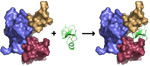 How Argos protein acts as a 'decoy' receptor